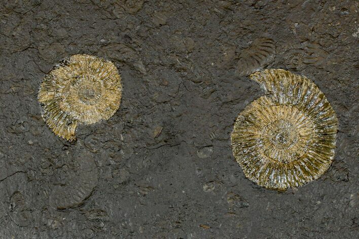 Dactylioceras Ammonite Cluster - Posidonia Shale, Germany #169435